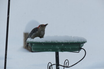 Red Bellie in Winter