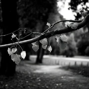Black and White Tree Branch with Leaves Hanging in Park