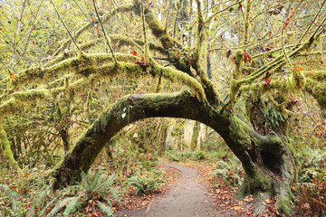 Arch Tree, Hoh Rainforest - Olympic National Park