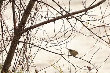 Pouillot Véloce en hiver sur son arbre 