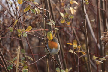 Rouge-gorge (Robin)