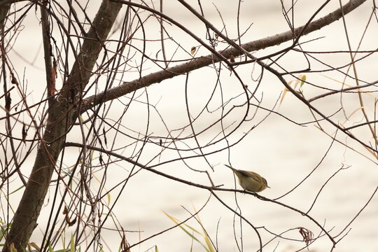 Pouillot V&eacute;loce en hiver sur son arbre 