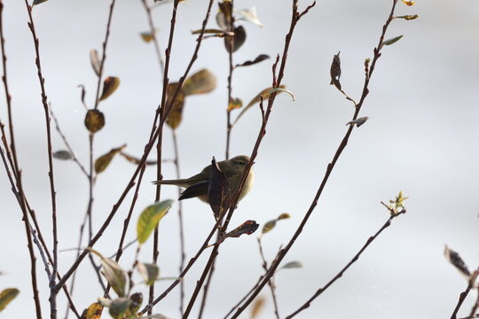 Pouillot V&eacute;loce en hiver sur son arbre 