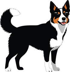 Border Collie Dog Vector