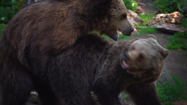 Brown Bears Mating in Zoo