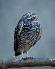 Burrowing Owl on tree branch 