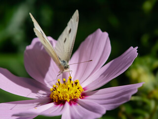 Autumn white flower