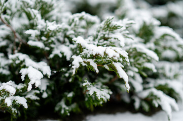 Frosted Christmas tree branch closeup