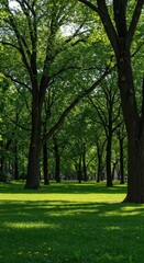 Fototapeta premium Lush green lawn surrounded by giant old deciduous trees offering a peaceful escape from the busy metropolis. A perfect urban refuge in the summer, walkway, shadow, space