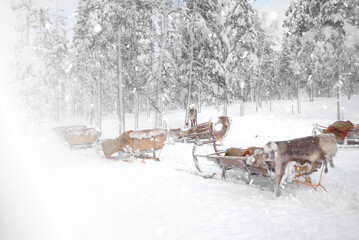 Traditional Reindeer Sleds Parked in a Snowy Forest Wilderness. A row of traditional wooden reindeer sleighs waiting in a magical snowy forest. This atmospheric winter travel image captures the essenc © MaryWeb