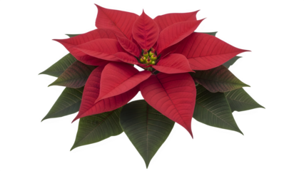 “Red Poinsettia Flower isolated on transparent background png – Vibrant Christmas Botanical Clipart PNG”