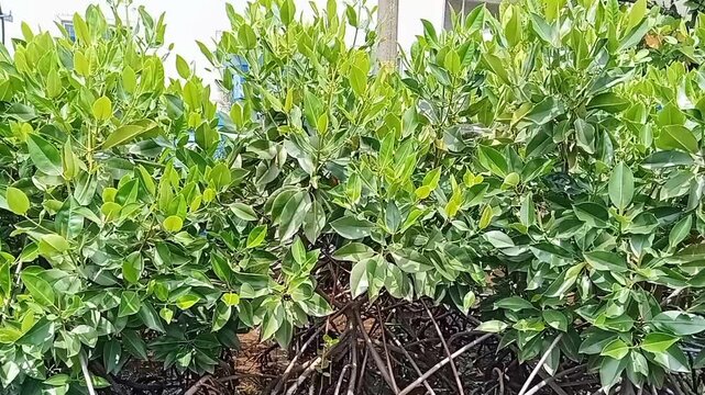 Video footage of mangrove forest rhizophora mucronata