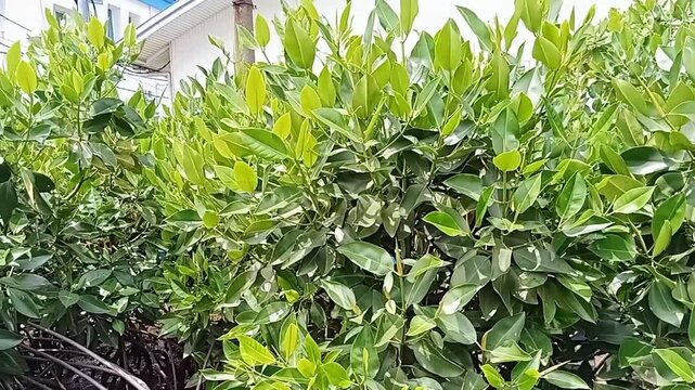 Video footage of mangrove forest rhizophora mucronata 