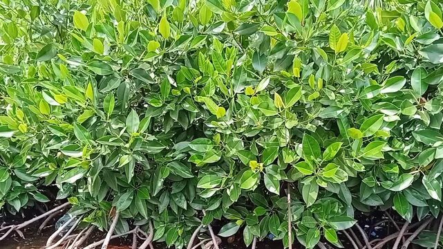 Video footage of mangrove forest rhizophora mucronata