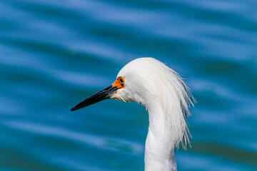 Close-up of Snowy Egret (Egretta thula) with black bill and orange loral area, against vibrant blue water. Fauna, nature, wildlife.