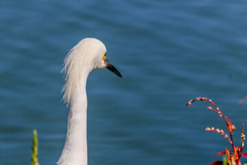 Close-up of a snowy egret on a lake shore, with white plumage and yellow beak, in sharp focus against green water and red and green foliage.