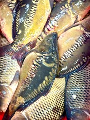 Fresh mirror carp stacked together, showing their distinctive scale pattern and glossy skin at a market. © Kristine
