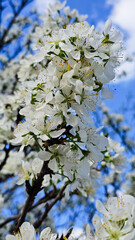 cherry blossom in spring