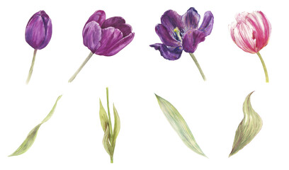 Watercolor illustration set of tulips in various shapes and colors. Hand-painted floral elements perfect for botanical designs, packaging, textiles, invitations, branding, stationery, and spring-theme