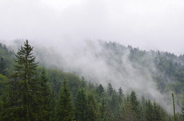 Landscape of the Carpathian Mountains with coniferous trees