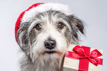 Portrait of a shaggy dog wearing a Santa hat and holding a gift box, smiling at the camera on a white background with an copy space. New Year's banner. A Christmas card. mongrel dog.