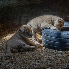 Lion cubs © Sondre 