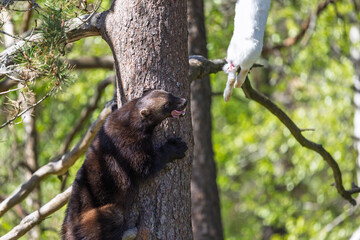 Wolverine