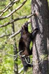 Wolverine
