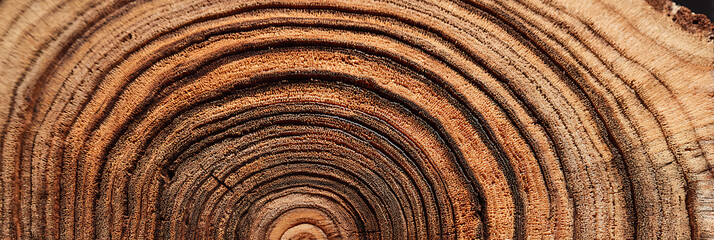 Fototapeta premium Close up of tree trunk cross section showing detailed concentric wooden growth rings and bark texture for natural backgrounds