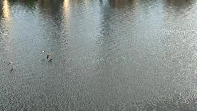 Geese Do A Low Level Flypast As They Then Soar Into The Skies Of London