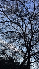 Fototapeta premium silhouette of a tree