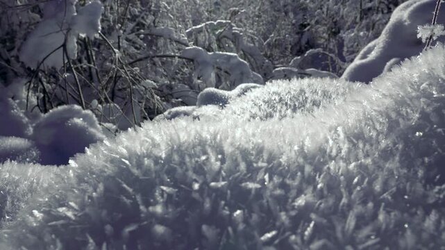 Cristaux de neige froide en foret 