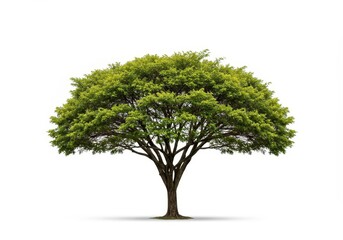Fototapeta premium Elegant and isolated tree graphic presentation on a pure white backdrop. Modern minimalist concept emphasizing natural beauty and stylized form, digital, concept, studio