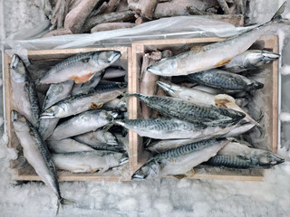 Frozen fish, seafood in a grocery shop refrigerator