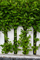 Obraz premium Green leaves from hedge bush growing through white picket fence, as a background 