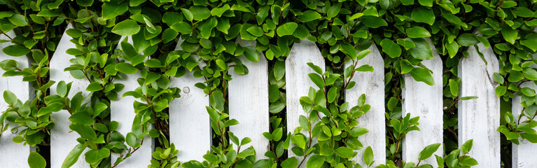 Green leaves from hedge bush growing through white picket fence, as a background
