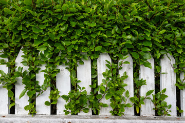 Green leaves from hedge bush growing through white picket fence, as a background
