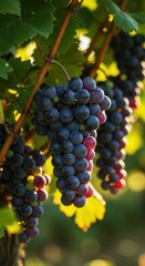Sunlight illuminates heavy clusters of ripe purple grapes hanging from vines, symbolizing a bountiful and abundant autumn harvest ,abundance ,clusters ,fall