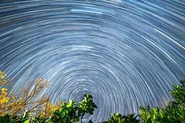 Long-exposure image capturing circular star trails across the night sky, framed by vibrant green foliage and trees. Evokes wonder, calm, and the vastness of the cosmos