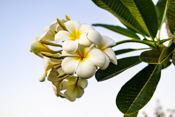 Plumeria Frangipani Flower of Laos Against Blue Sky	
