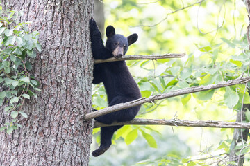 Baby black bear in tree