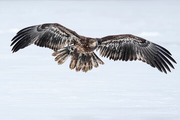 Juvenile Bald Eagle - Landing - Winter