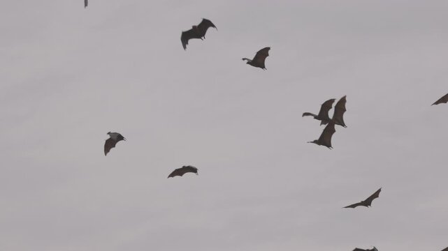 Flying Giant bat, Indian flying foxes lat. Pteropus medius, soaring through the sky at dusk, flight in Slow motion, wildlife behavior. Slow motion 120 fps ProRes 422 10 bit C-LOG video.