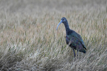 Glossy-faced Ibis - Kansas
