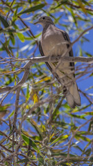 Un descanso entre ramas 