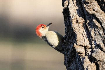 Red-bellied Woodpecker - Kansas