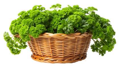 Fototapeta premium basket of parsley