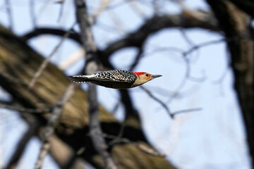 Red-bellied Woodpecker - Flight