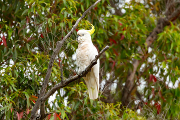 Photograph of an Australian Sulphur Crested Cockatoo sitting on a branch in a tree in the Blue Mountains in Australia.