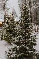 Snowy Fir Trees in Foreground with Festive Wooden Building and Iconic Pointed Roof in Background in a Snowy Day in Lapland